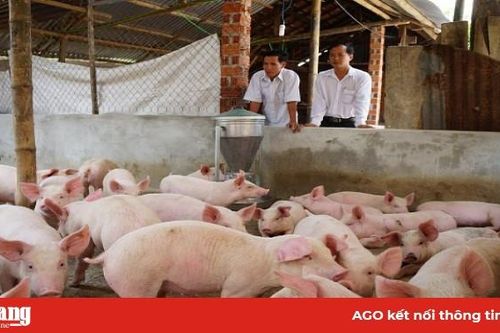 Giá heo hơi hôm nay 5-7: Giá lợn miền Bắc 93.000 đồng/kg, chủ trại thở phào vì trả hết nợ