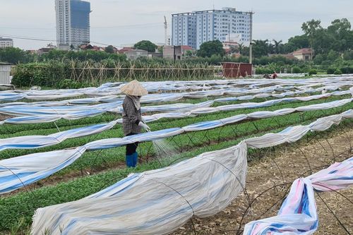 Kinh hoàng tưới rau xanh bằng nước thải ô nhiễm: Chính quyền cũng bất lực