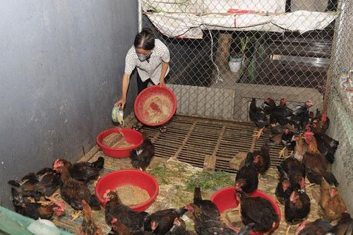 Hướng tới phát triển chăn nuôi bền vững