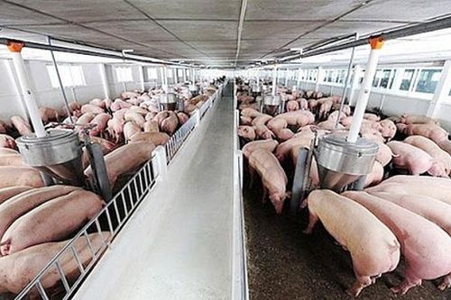 Giá lợn hơi hôm nay 6/7: Miền Bắc và miền Trung tiếp tục tăng