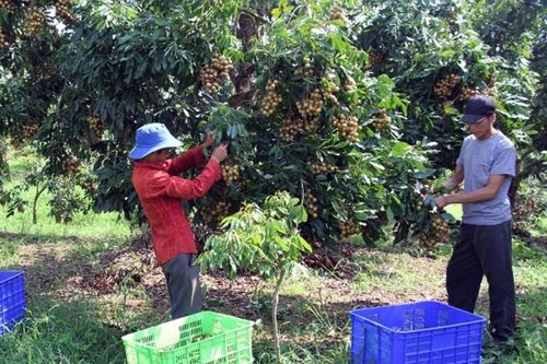 Sơn La chủ động thúc đẩy tiêu thụ nhãn