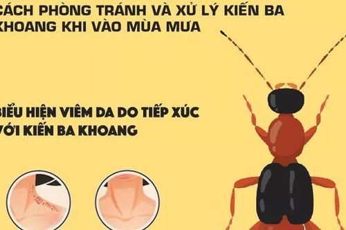 Mẹo phòng tránh và xử trí kiến ba khoang khi vào mùa mưa