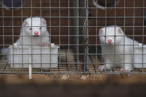 Hà Lan tiêu hủy thêm hai trang trại nuôi chồn nhiễm virus SARS-CoV-2