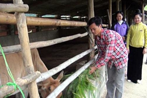 Yên Bái: Làm giàu từ trồng trọt kết hợp chăn nuôi
