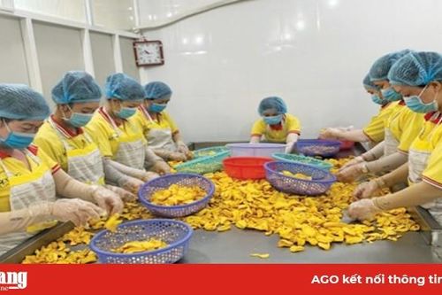 Câu chuyện khoai môn sấy Gia Bảo