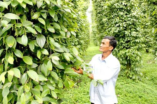 Cơ hội ''vàng'' để xuất khẩu nông sản sang EU
