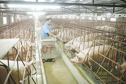 Tái đàn lợn - còn nhiều trăn trở