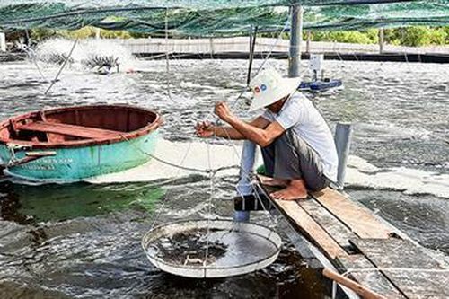 'Giải nhiệt' cho thủy sản nuôi trong mùa nắng nóng