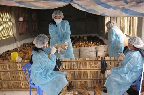 Cả nước có 15.096 người làm công tác thú y