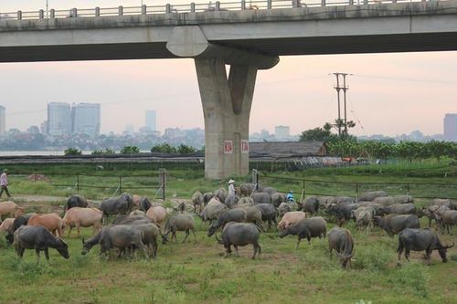 Khu vực nào trên địa bàn Hà Nội người dân không được phép chăn nuôi?