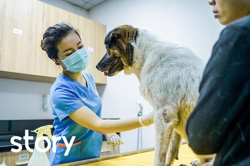 Một ngày của nữ bác sĩ khám chữa, phẫu thuật cho chó, mèo