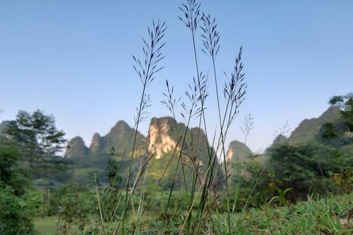 Chuyện tình hoa cỏ may
