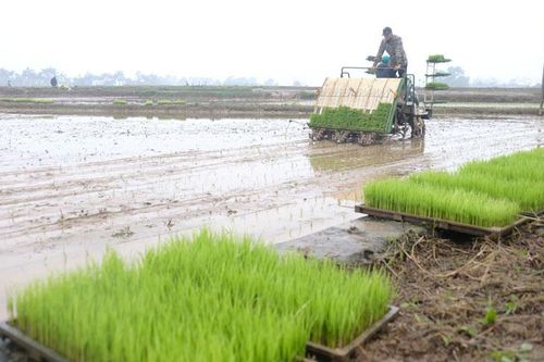 Dồn điền đổi thửa: Đòn bẩy cho phát triển nông nghiệp