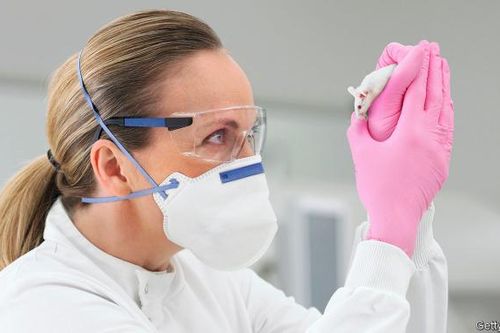 Các nhà khoa học sử dụng chuột biến đổi gen để nghiên cứu Covid-19