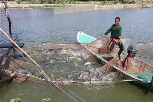 Tương lai cá tra vẫn 'mịt mờ'