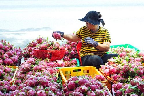 Kỳ vọng sức bật xuất khẩu từ EVFTA