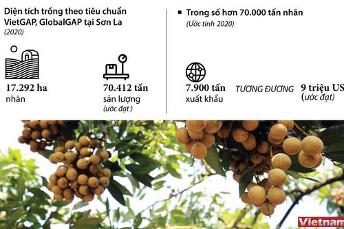 Xuất khẩu 9 triệu USD nhãn Sơn La trong năm 2020