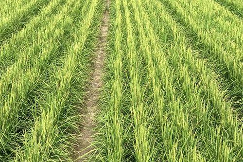 'Lúa khô' - Hy vọng mới cho khủng hoảng lương thực