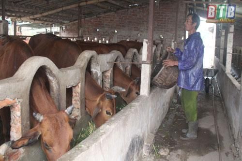 Thái Bình: 'Biến' vùng đất hoang thành trang trại chăn nuôi tổng hợp mang lại hiệu quả kinh tế cao
