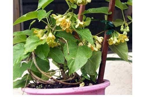 Cách trồng hoa thiên lý đơn giản vừa có rau ăn vừa có bóng mát, hoa thơm