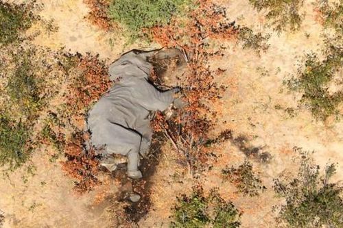 Điều tra nguyên nhân gây ra cái chết bí ẩn của những con voi ở Botswana