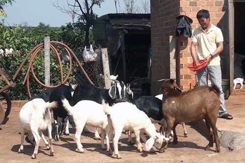 Điểm tựa của người chăn nuôi dê ở Ia Ko