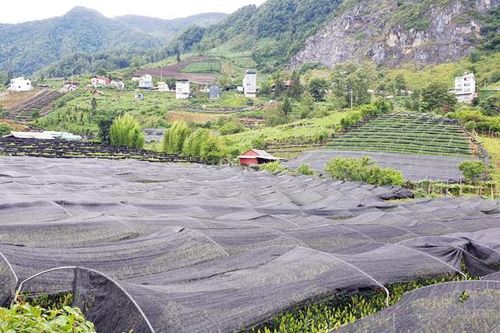 Tích tụ, tập trung đất đai cho sản xuất hàng hóa