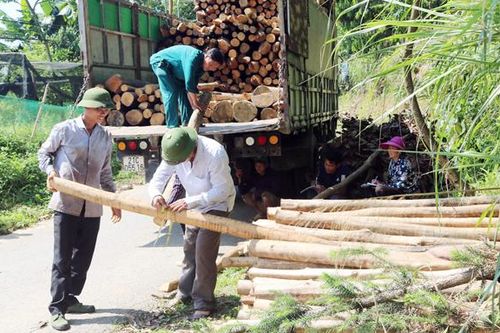 Lợi ích kép từ trồng rừng gỗ lớn
