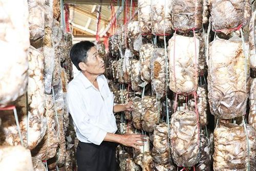 Làm giàu cho mình, làm giàu cho quê hương