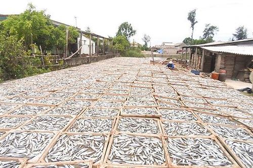 Nỗ lực xây dựng nông thôn mới ở các xã bãi ngang ven biển