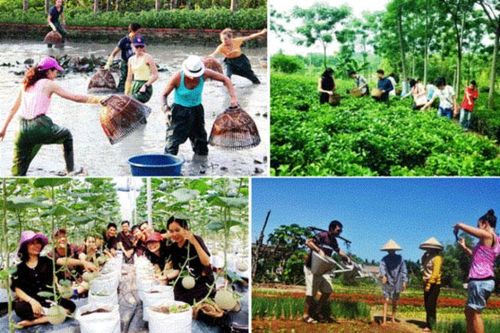 Thành phố Hồ Chí Minh triển khai 7 chương trình du lịch sinh thái nông nghiệp