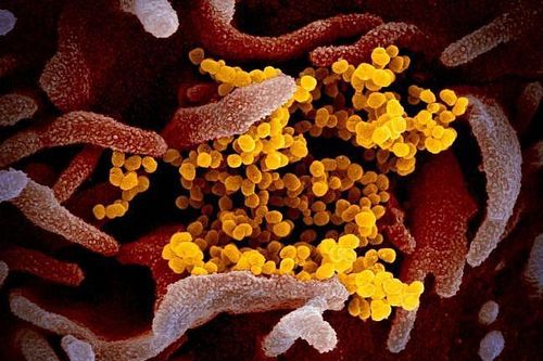 Chuyên gia ĐH Oxford: SARS-CoV-2 có thể đã tồn tại hàng chục năm trước