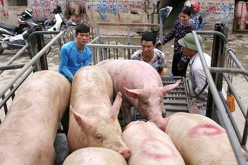 Giá lợn hơi hôm nay 8/7: Có nơi tăng mạnh 5.000 đồng/kg