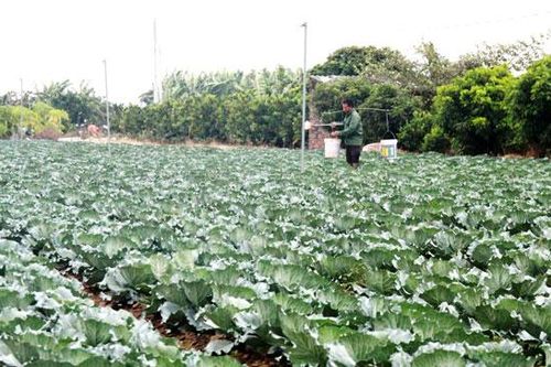 Đảm bảo an toàn thực phẩm trong lĩnh vực nông sản