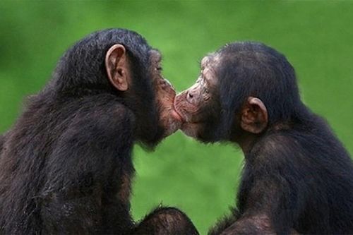 Khoảnh khắc động vật 'yêu đương' khiến con người phải đỏ mặt