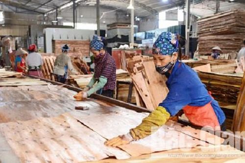 Cảnh báo rủi ro trong xuất khẩu gỗ dán