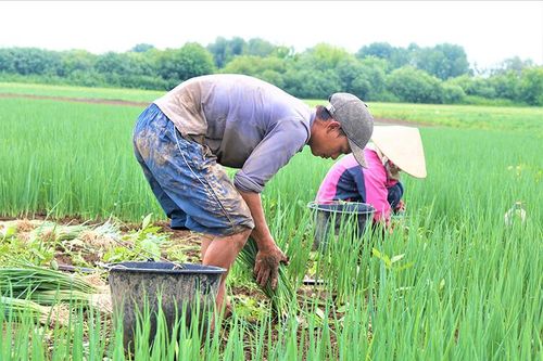 Những người 'bán mặt cho đất, bán lưng cho trời' ở Nga
