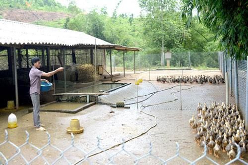 Tuyên Quang: Làm giàu nhờ mô hình nuôi vịt bầu