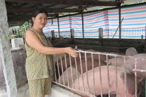 Giá heo hơi giảm nhưng vẫn còn ở mức cao