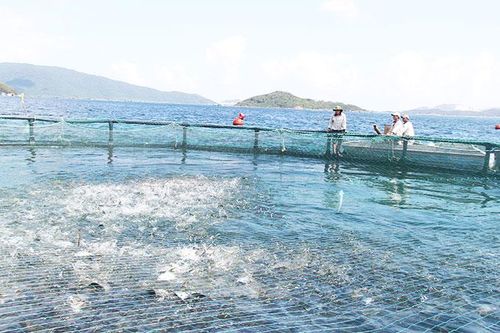 Bảo vệ, tái tạo nguồn lợi thủy sản