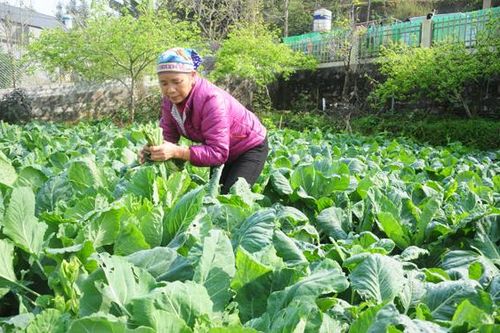 Bài 1: Từ chuyện làm vườn rau…