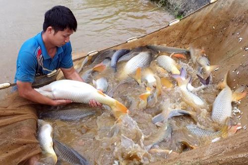 Những 'ông đỡ sản ngư'