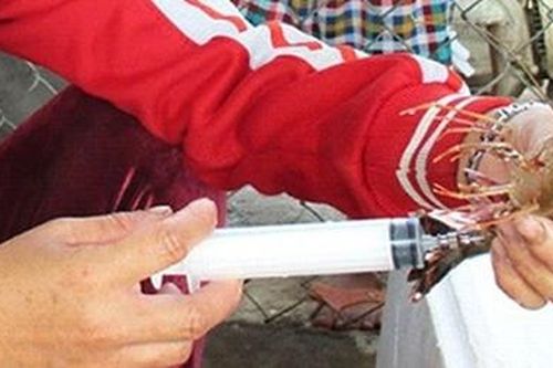 Bị phạt 60 triệu đồng do vận chuyển tôm chứa tạp chất