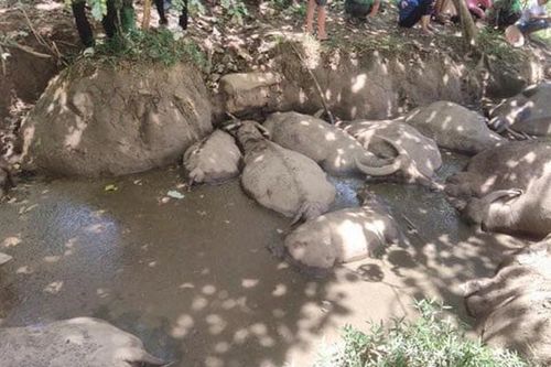 Dân hoang mang vì hàng chục con trâu bỗng dưng lăn đùng ra chết