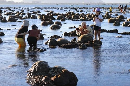 Chiêm ngưỡng bãi rạn san hô -'kho báu' lộ thiên ở biển Ninh Thuận