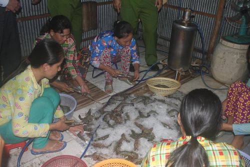 Cà Mau: Xử phạt thương lái vận chuyển tôm có chứa tạp chất