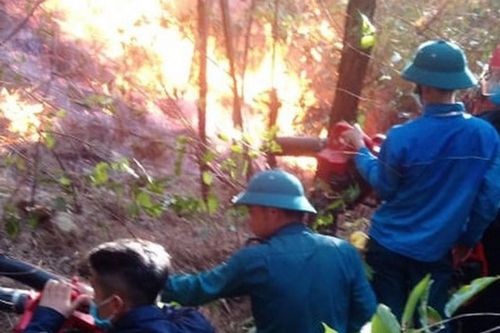 Điều tra vụ cháy rừng thông ở Nghi Sơn