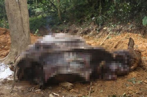 Đàn trâu trăm triệu bỗng dưng lăn đùng ra chết ở Hà Nội