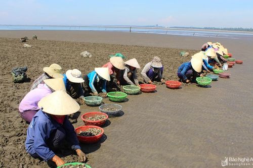 Nhọc nhằn nghề cào ngao thuê ở Nghệ An giữa trời nắng gắt