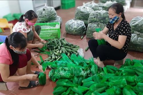Sản xuất dưa chuột gắn với ký kết hợp đồng tiêu thụ